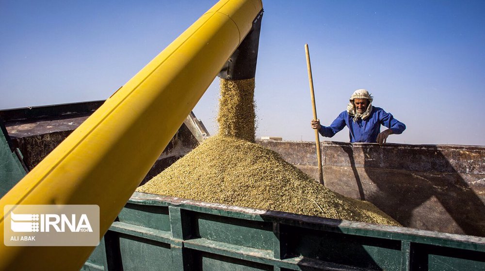 Iran’s grains output up by 13.5% in year to August: Minister