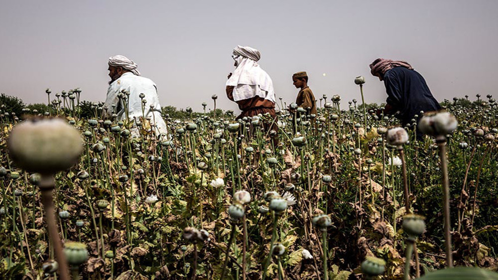 UN: Opium cultivation increases in Afghanistan