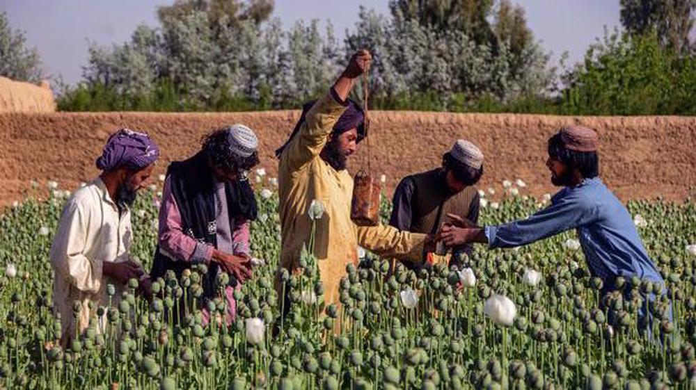 Afghanistan-Opium production