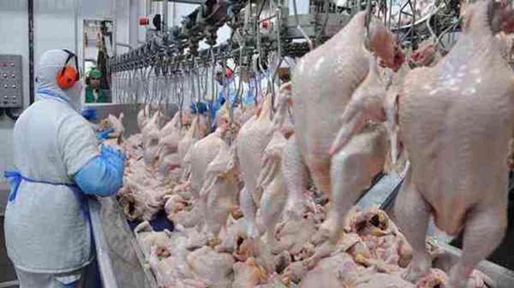 Report: Iran green-lights poultry imports from Russia 