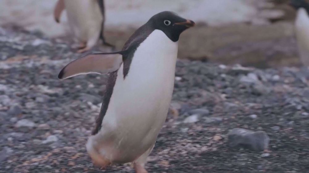 What penguins can tell us about global warming in the Antarctic