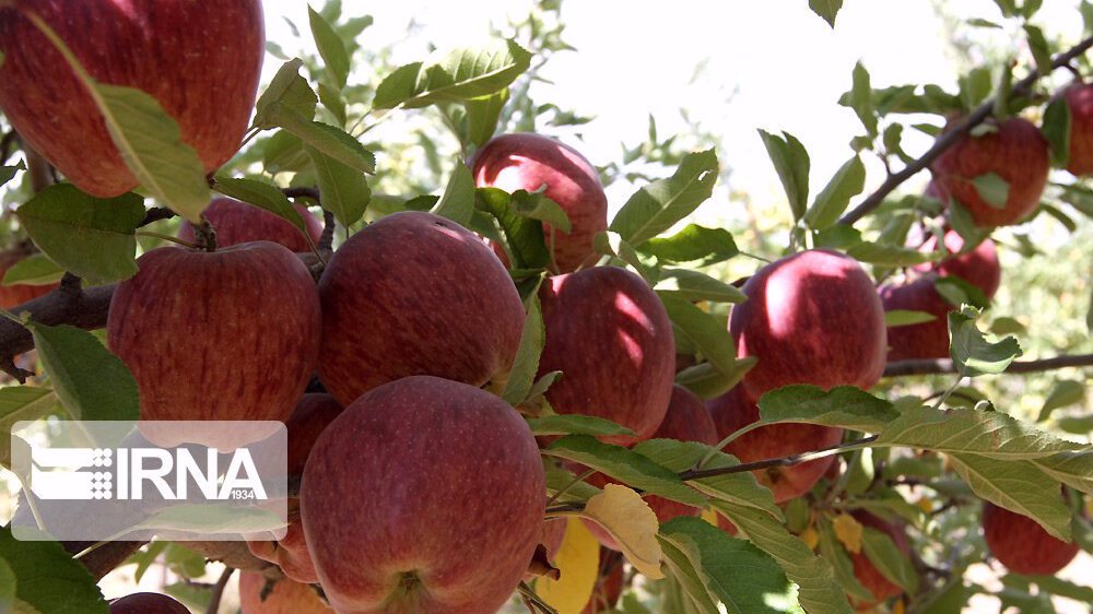 ‘Indians prefer Iranian apple because of price and quality’