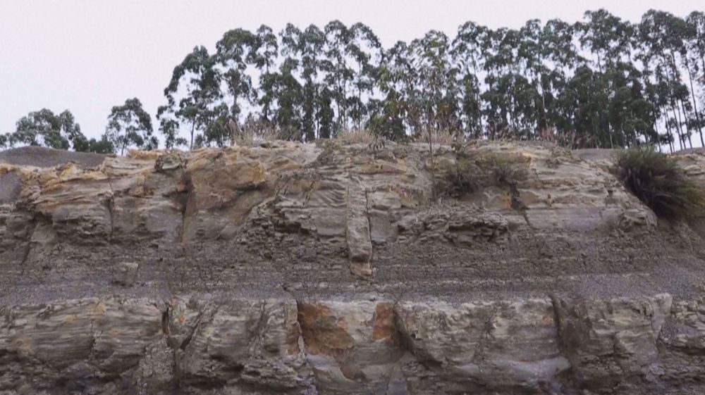 290 million-year-old fossil forest discovered in Brazil