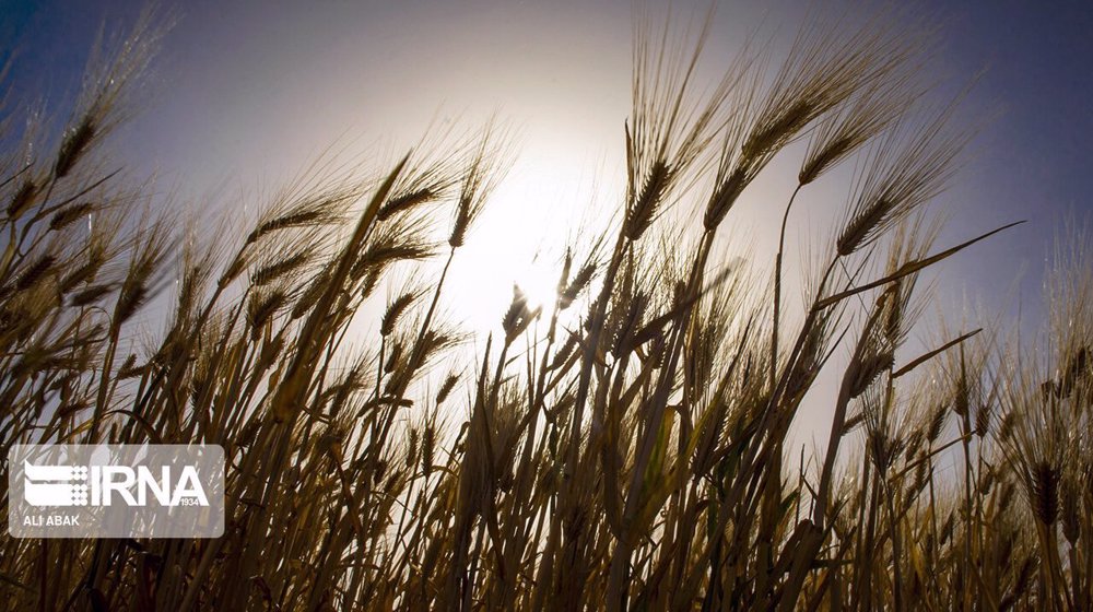Iran wheat imports up despite rising domestic output