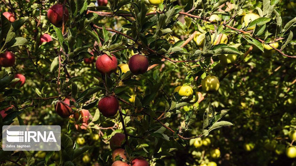 Iran says apple exports at nearly 1 mln per year