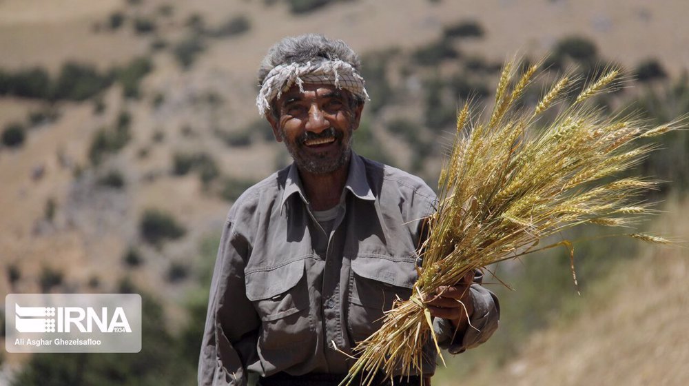 Iran’s domestic wheat purchases near $2 billion: GTC
