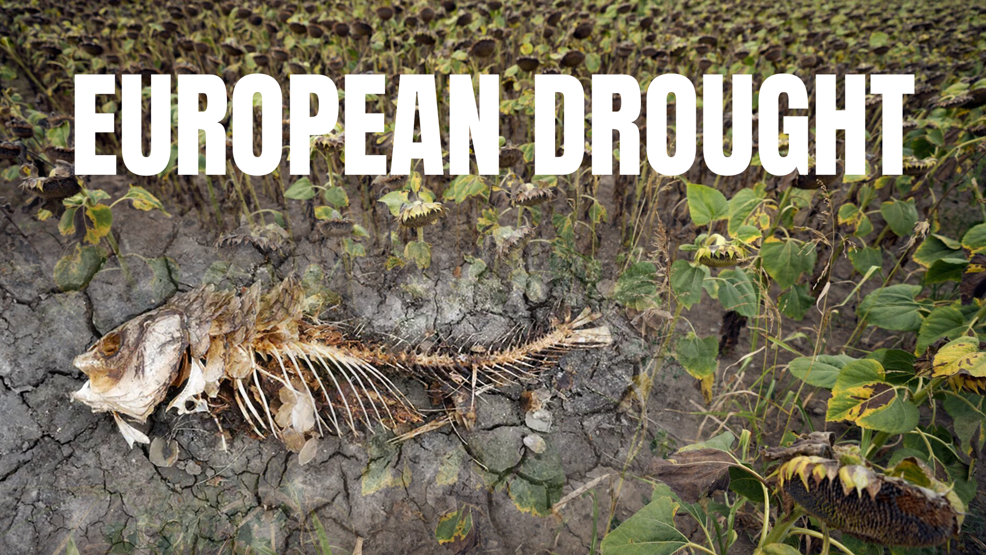 Europe’s worst drought in 500 years