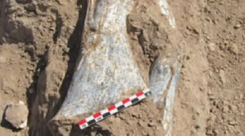 Iran fossils