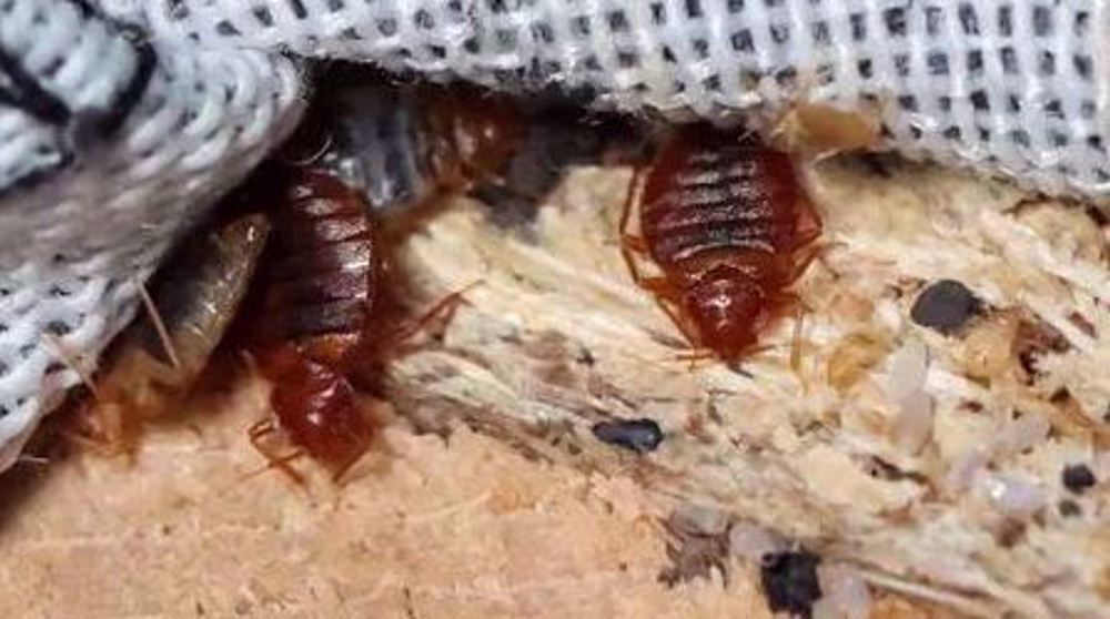 France closes schools over 'piling' bedbug infestations