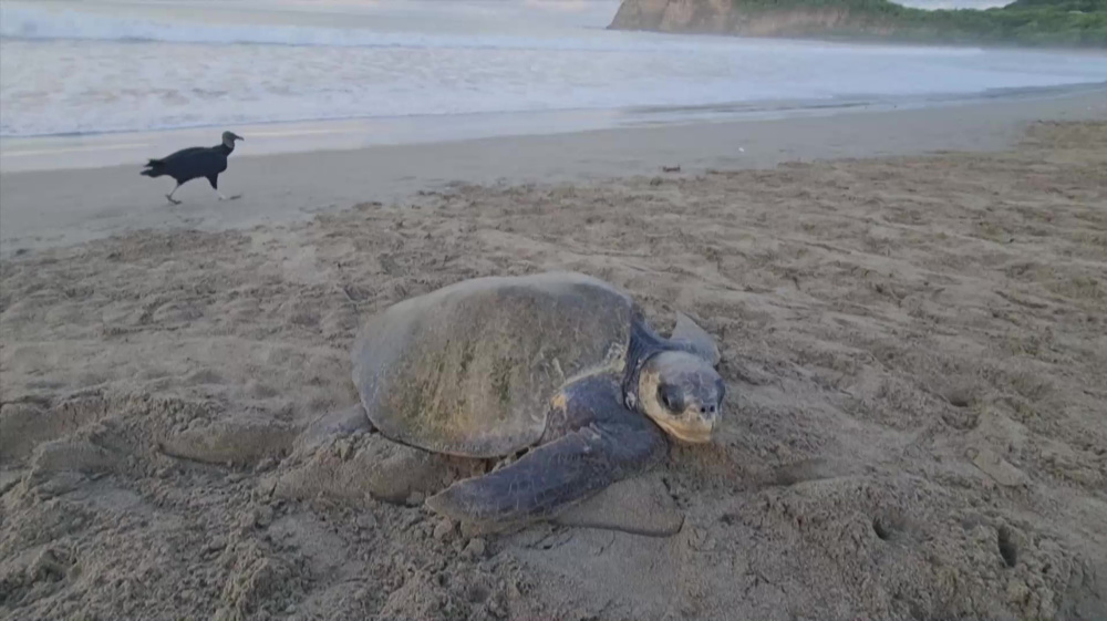 Thousands of turtles start mass nesting on Nicaraguan beach