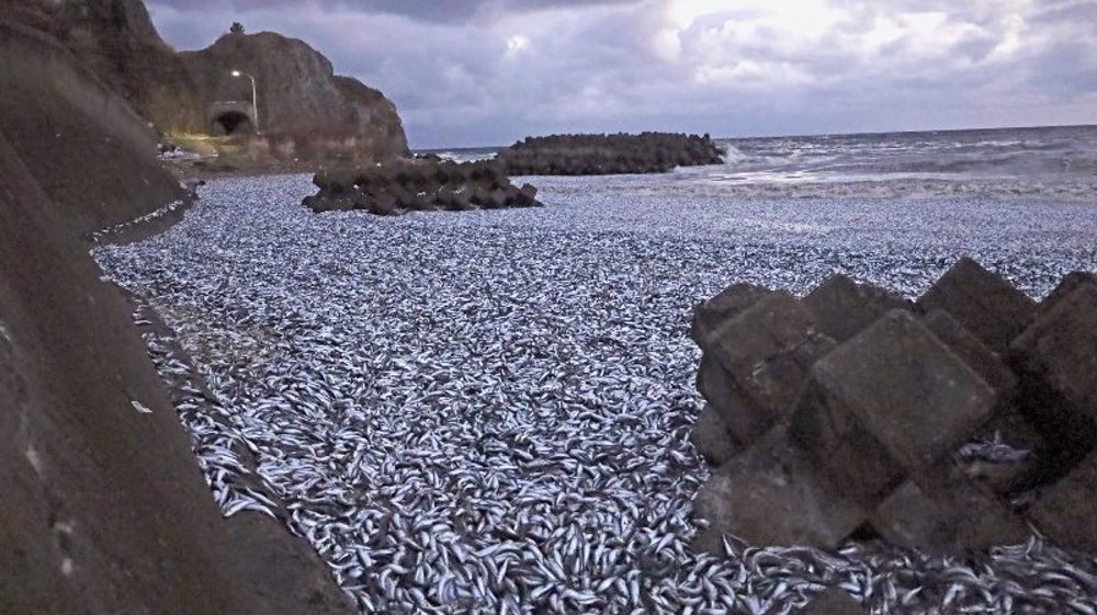 Fukushima in focus again as 1,200 tons of fish wash up on Japanese beach 