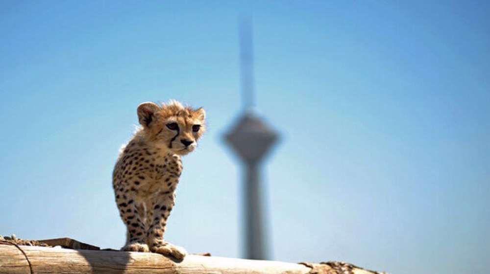 Adieu 'Pirouz', Iran’s beloved captive-bred cheetah cub
