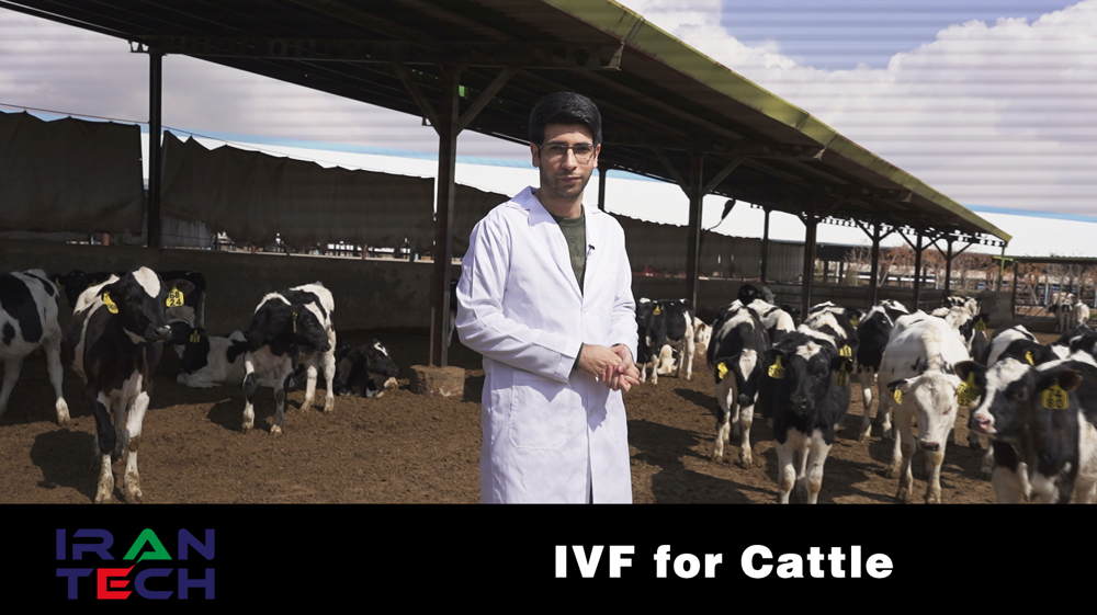 IVF for Cattle