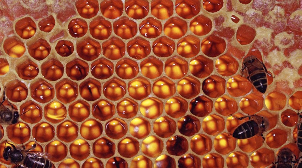 Iran to supply China with first honey shipment  