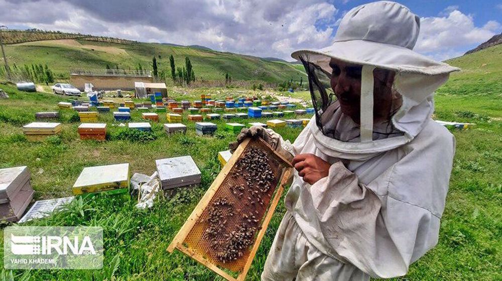 Iran was world's third largest honey producer in 2022: FAO