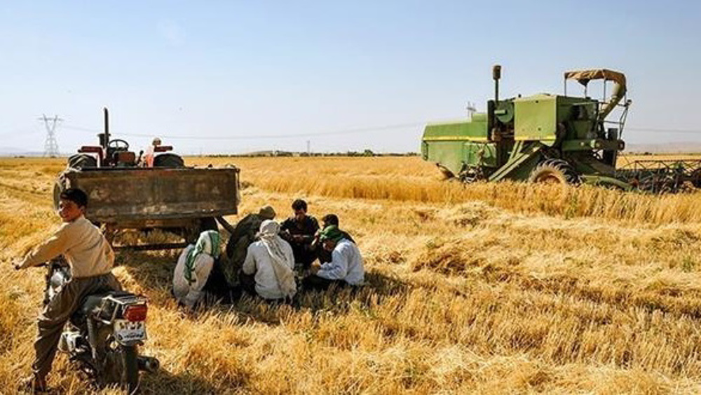 Official forecasts Iran’s wheat production at 12 million tonnes