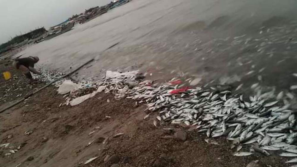 Yemen-Dead fish-Hudaydah