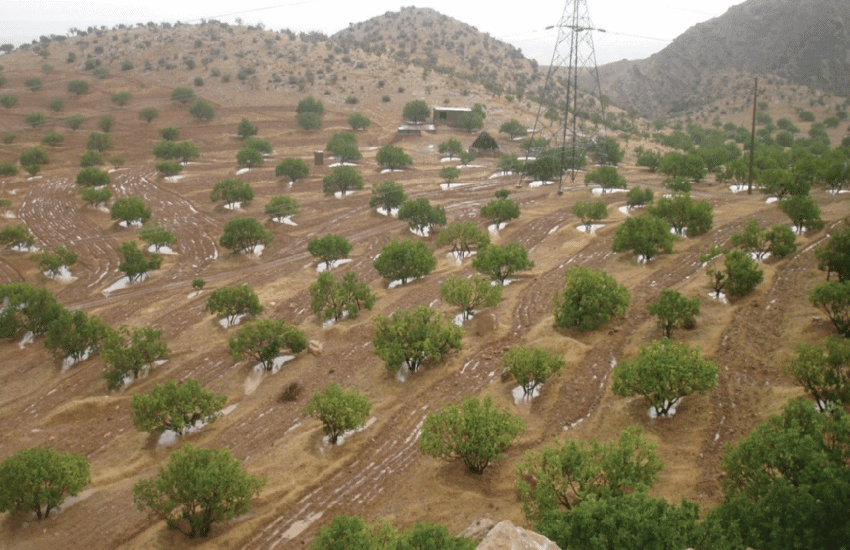 Iran’s rainfed fig orchards designated as global agricultural heritage