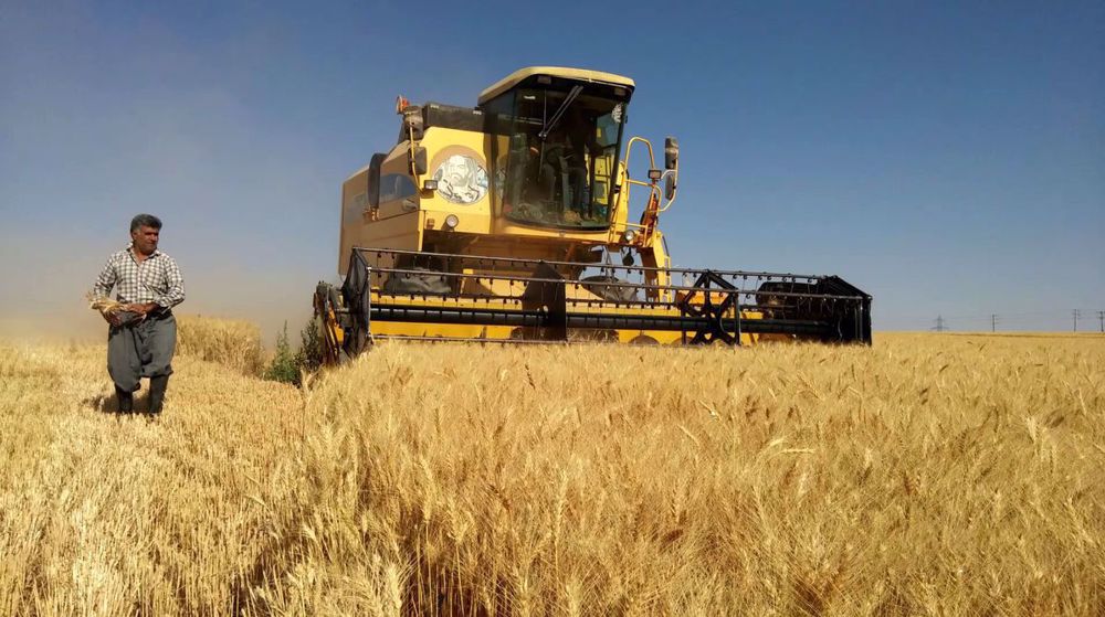 Iran reports major surge in domestic wheat purchases