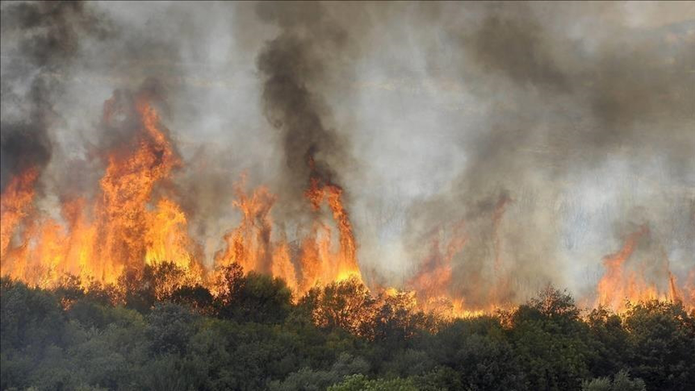 Algérie: plusieurs incendies signalés dans les forêts de Bejaïa