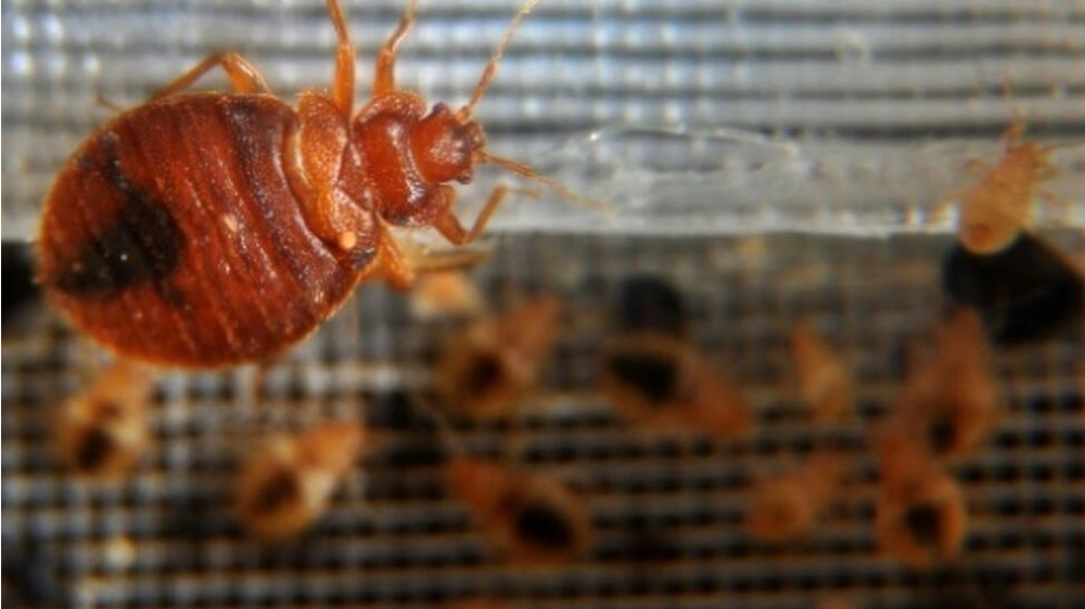 France's bedbug crisis sparks political row as insect ‘scourge’ continues
