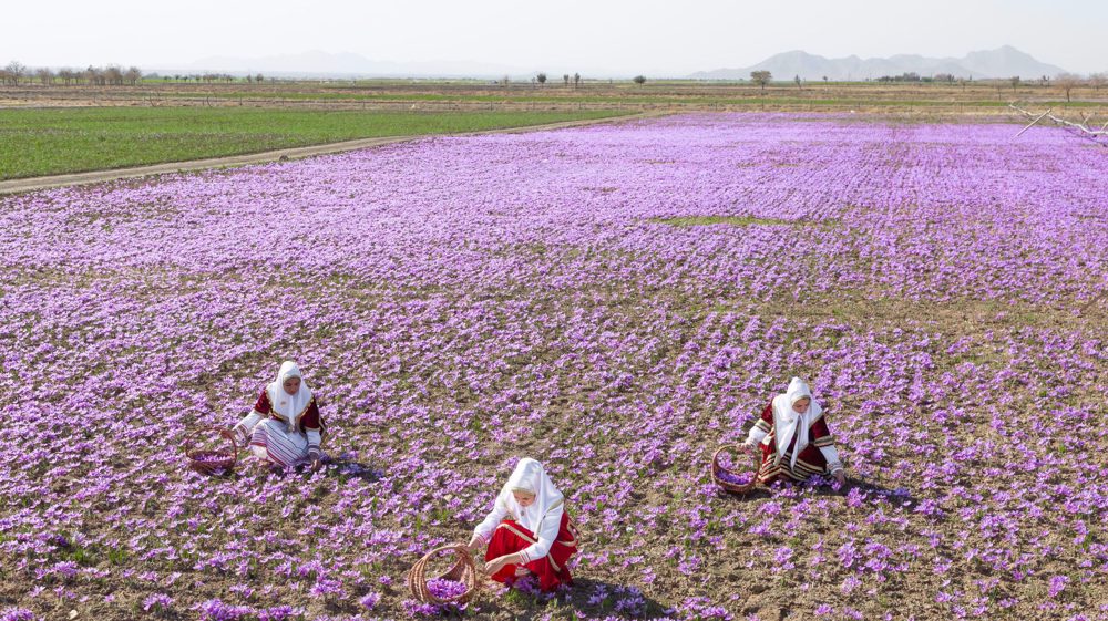 The way to revolutionize Iran’s trade in ‘red gold’ 