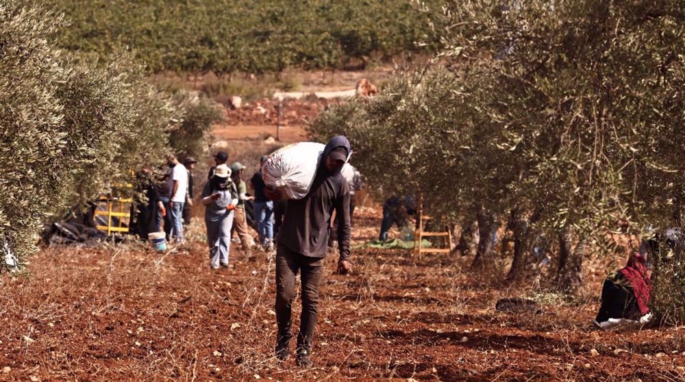 Israeli aggression, settler attacks ruin Palestinian olive harvest