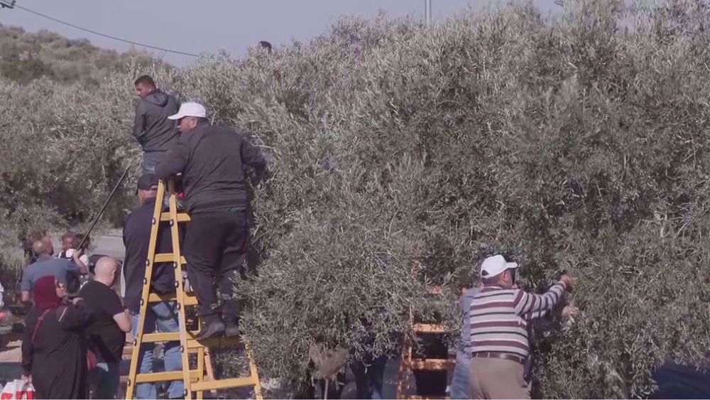 Des violences sans précédent menacent la récolte des olives en Palestine