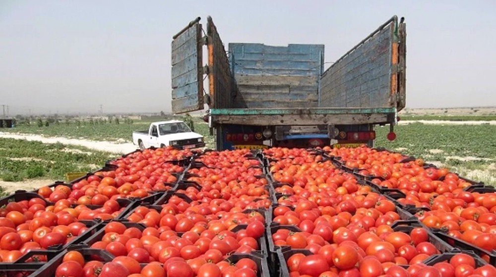 Iran’s agricultural exports up by 28% in 7 months to late October