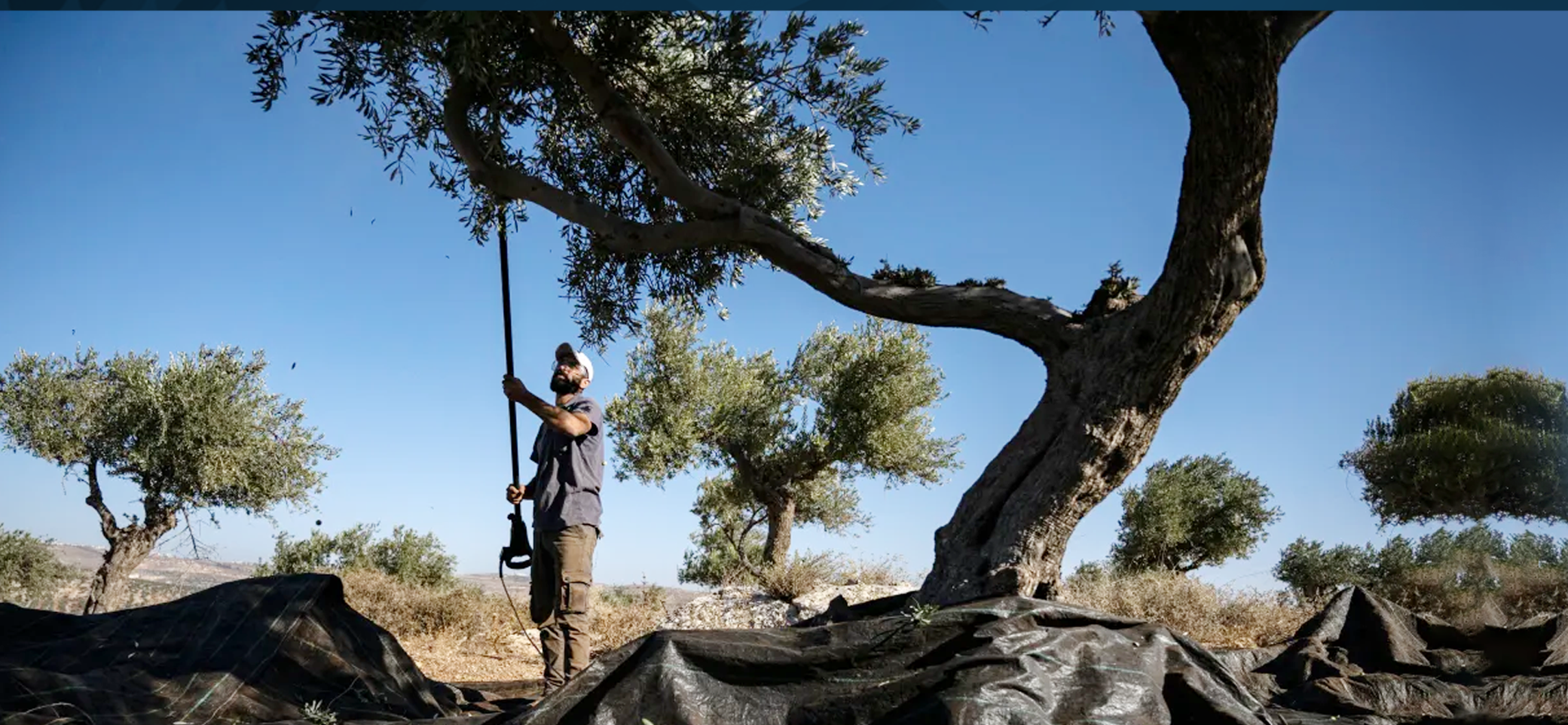 Escalade des attaques contre les agriculteurs palestiniens en Cisjordanie