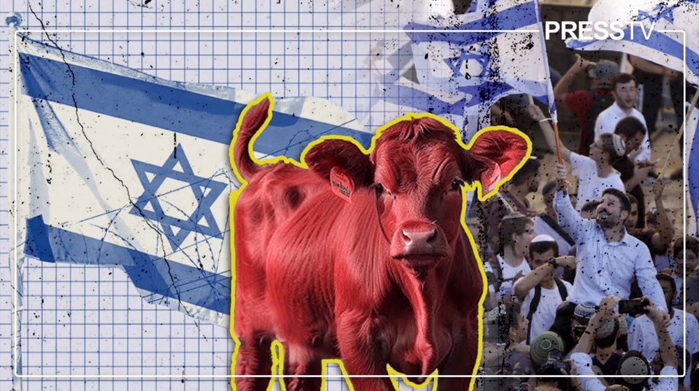 Explainer: Why are Zionists smuggling 'red cows' from Texas to West Bank?