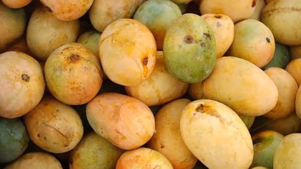 Mango oversupply in Iran: Union chief hints at fuel smuggling