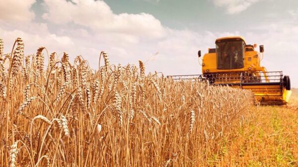 Wheat production up by up to 100% in some Iranian provinces