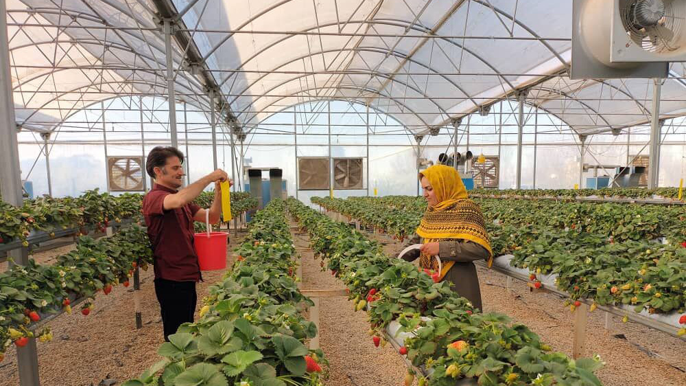 iran greenhouse