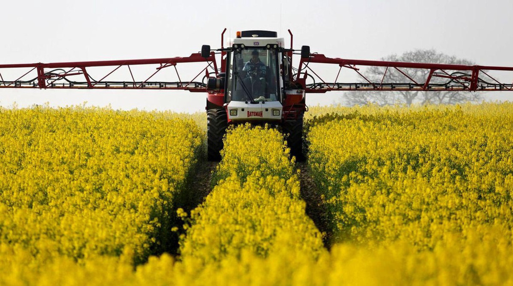 iran rapeseed harvest