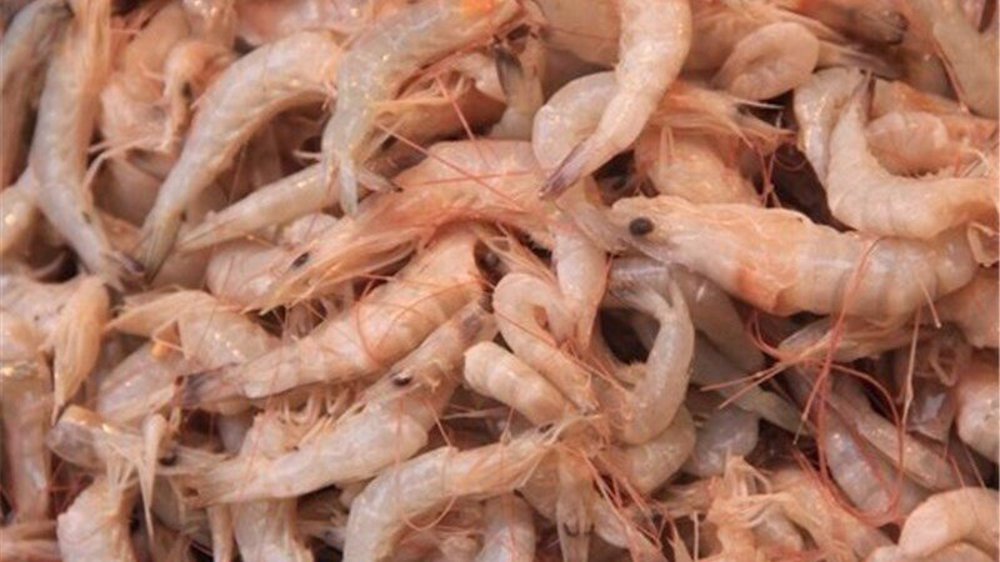 Iran expects 20% rise in farmed shrimp output