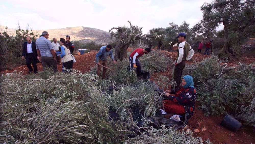 Israeli settler attacks during olive harvest ‘organized terrorist policy’: Hamas