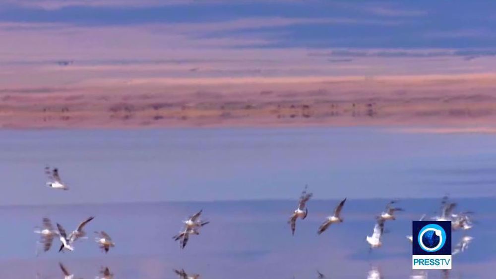 Découvrir l'Iran : le marais Kaji-Namakzar dans le Khorassan du Sud