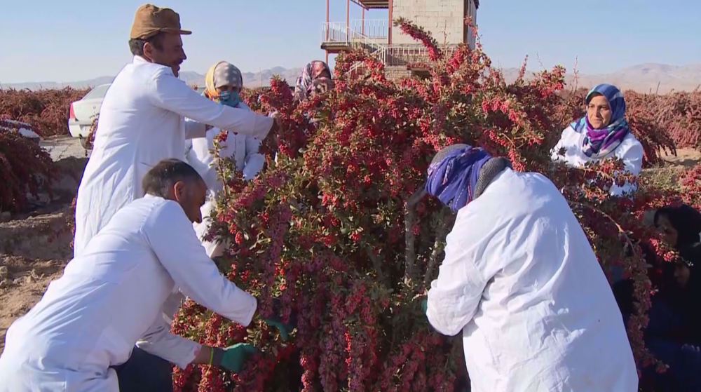 Iran’s Birjand turns natural advantage into growth