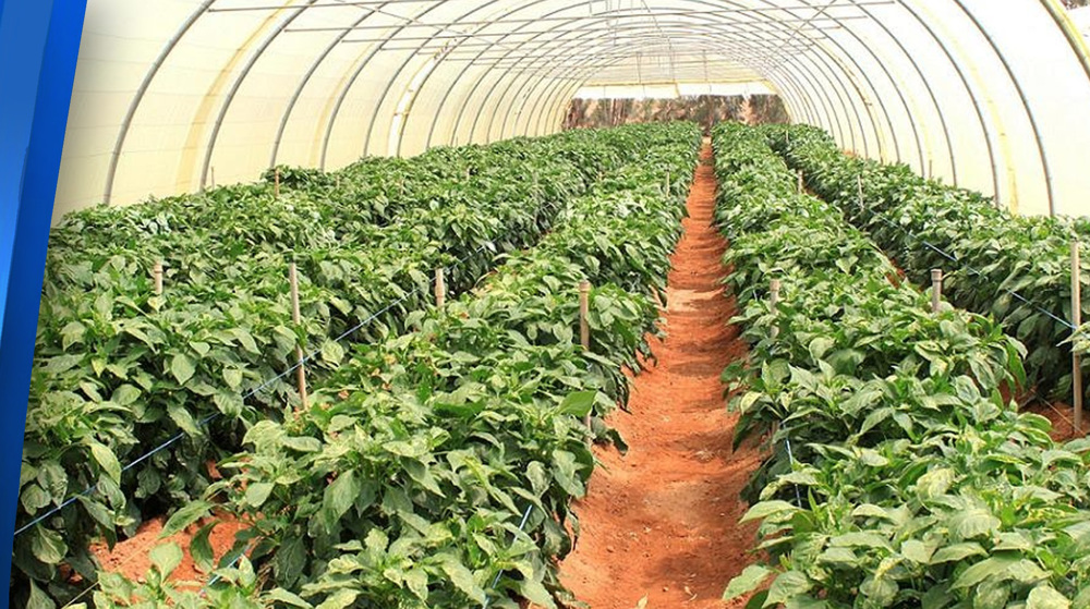 Yemeni farmers defy blockade with greenhouse farming