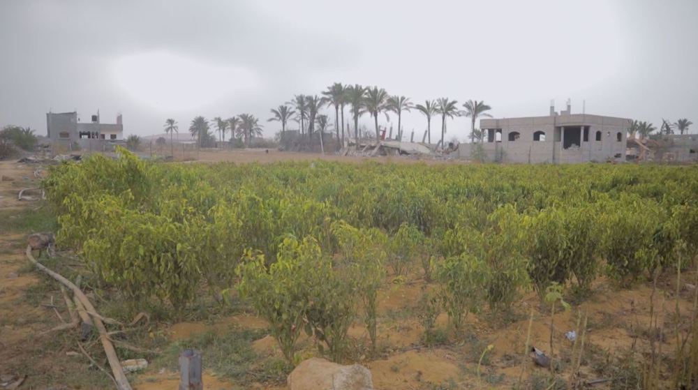 Gaza’s Yellow Line: A barrier destroying farmland and livelihoods