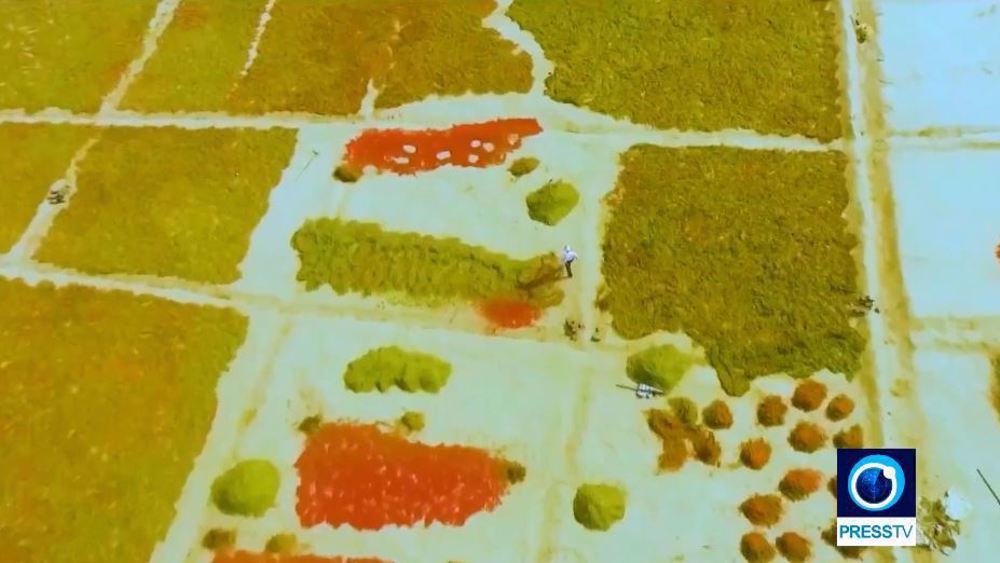 Découvrir l'Iran : le Khorassan du Sud, ses vallées et ses champs de safran