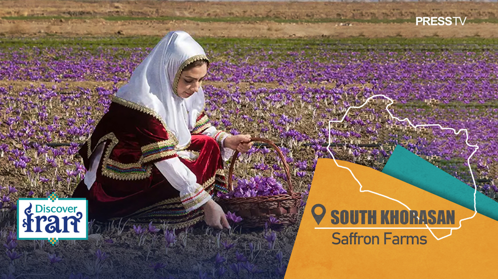saffron-discover-iran