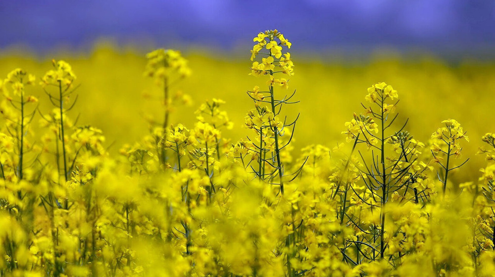 Iran sets decade-long plan to raise oilseed self-sufficiency