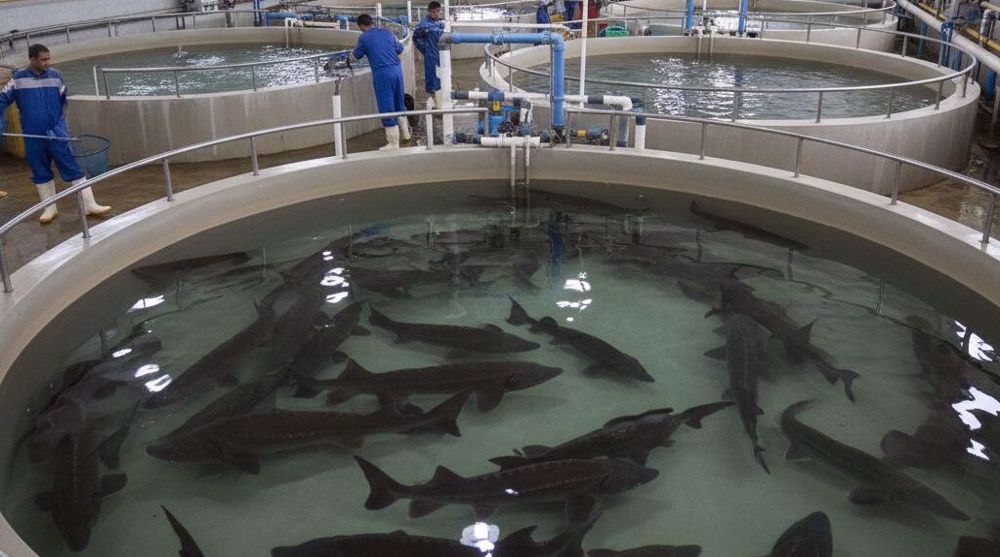 Iran’s fishery exports up 30% y/y in Apr-Oct: Official