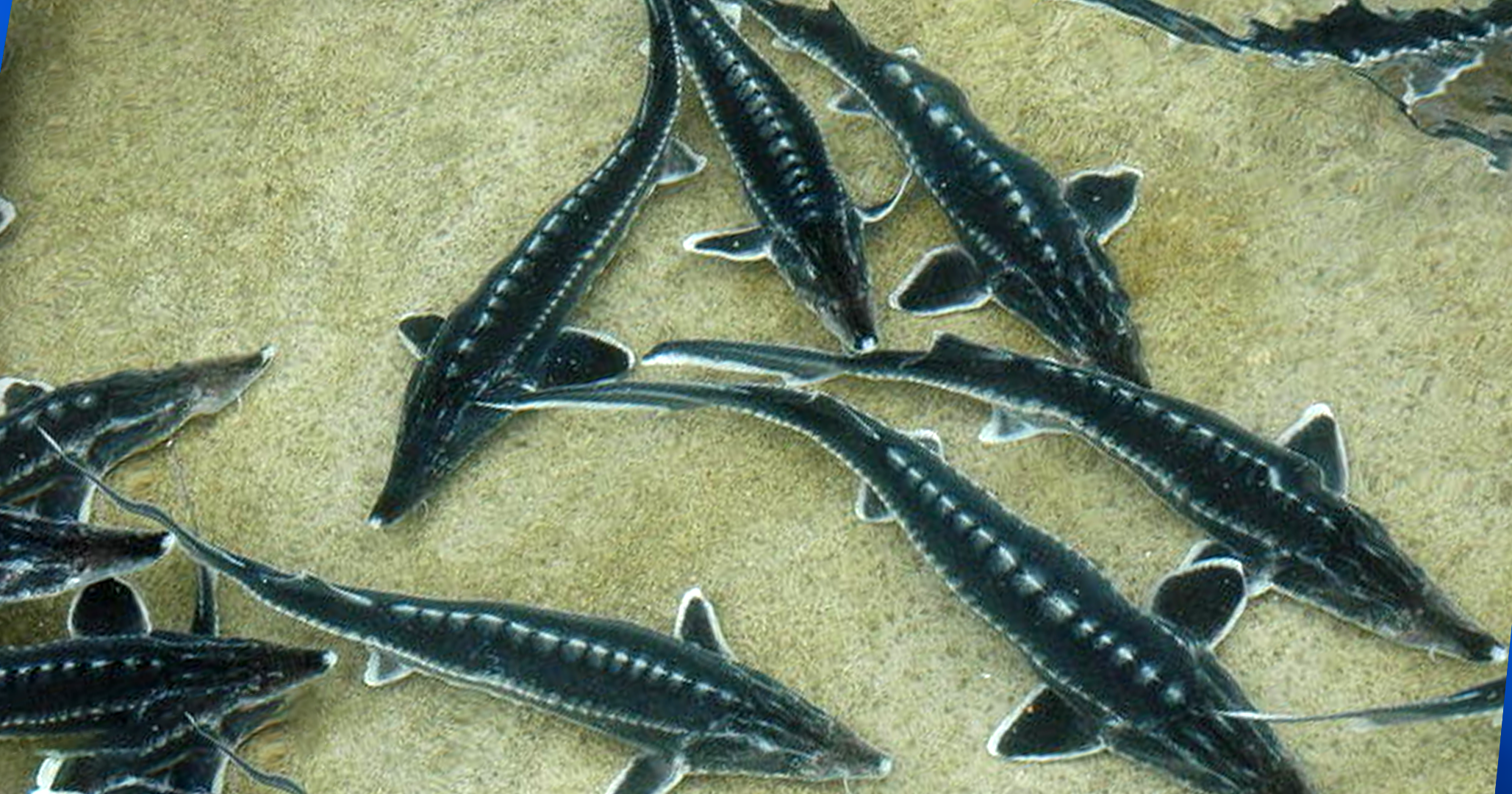 Northeastern province of Golestan emerges as hub for Iran’s fishing industry