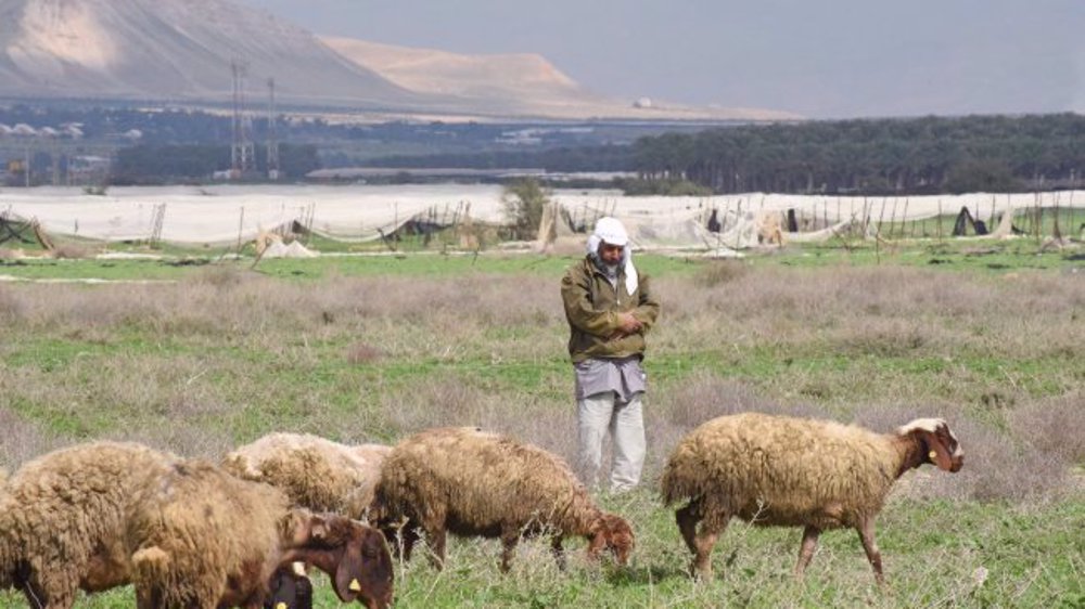 Israeli settlers steal hundreds of sheep from Palestinian Bedouins