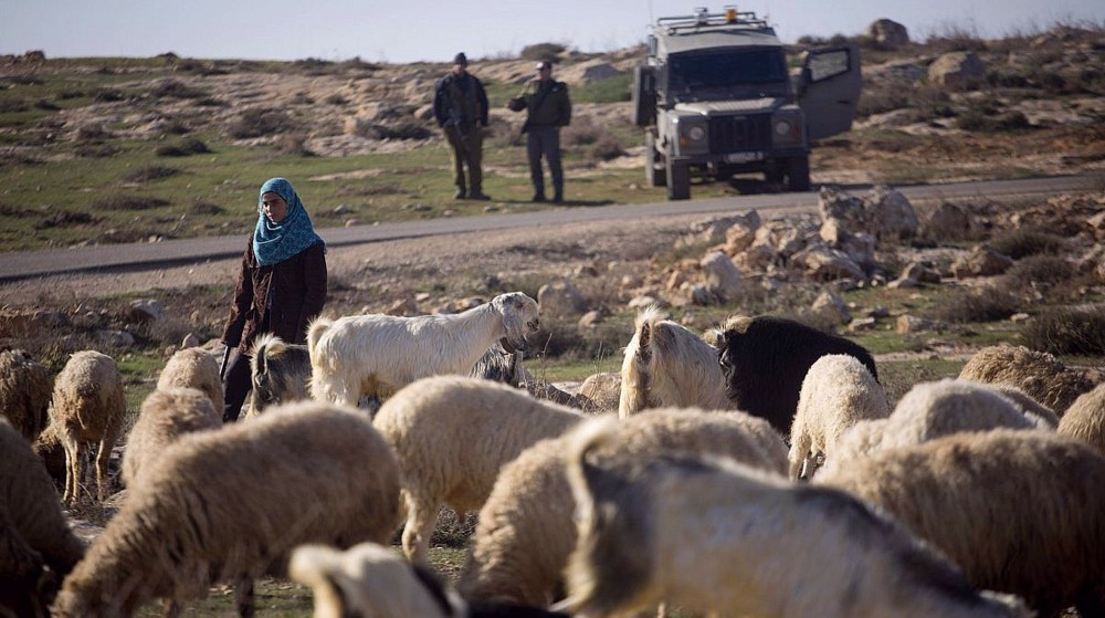 Des colons israéliens armés volent des centaines de moutons en Cisjordanie