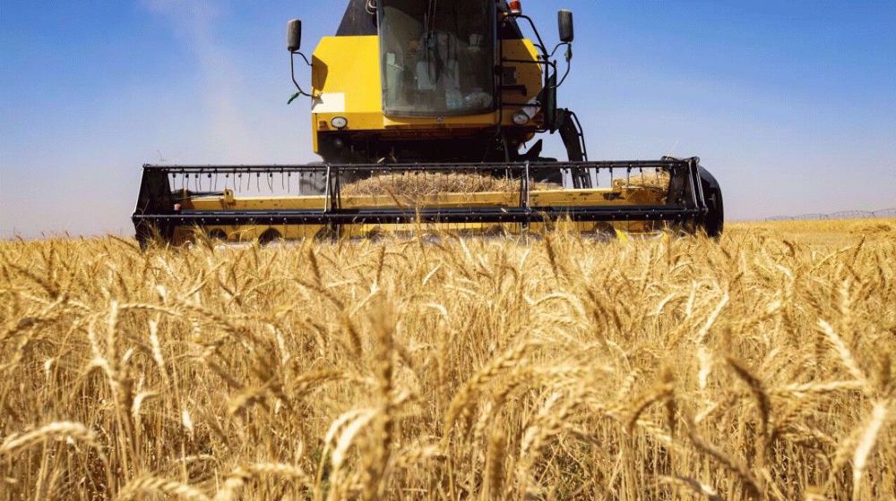 Iran reports over 10% rise in domestic wheat purchases