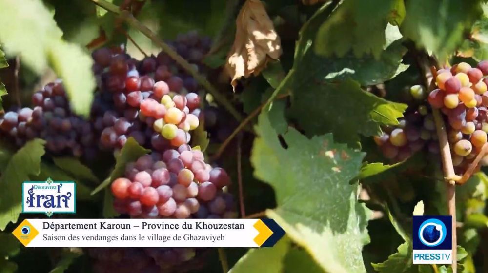 Saison des vendanges dans le village de Ghazaviyeh